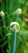 shallot close-up