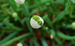 shallot close-up