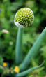 shallot close-up