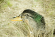 canard canard