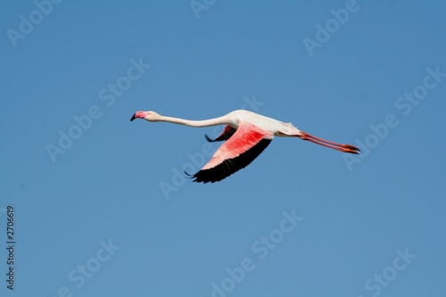 vol d'un flamant rose
