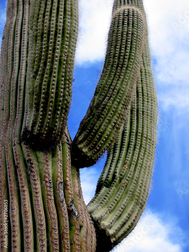 Photo: cactus arms cactus arms