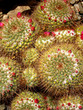 cactus cluster