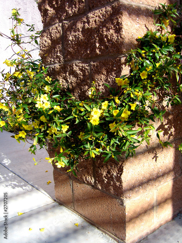 Photo: flowering vine flowering vine
