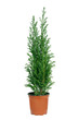 cypress in pot.