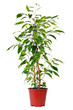ficus in pot.