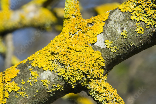 Photo : mousse jaune mousse jaune