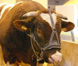 vache