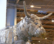 vache