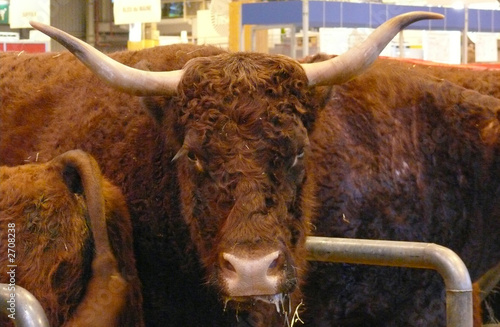 Photo: vache vache
