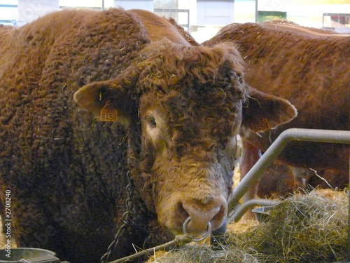 Photo: vache vache