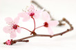 branche de prunus