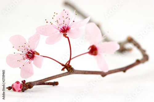branche de prunus