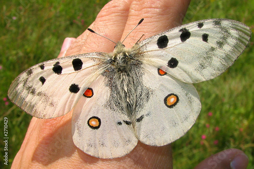 parnassius apollo