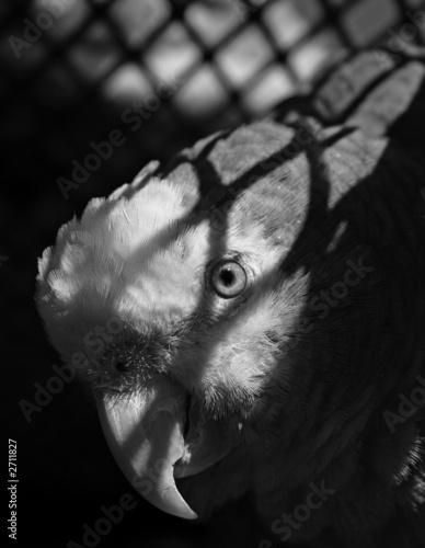 Photo: parrot parrot