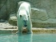 ours polaire ours polaire