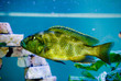 predator fish