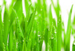 Fresh grass with dew drops