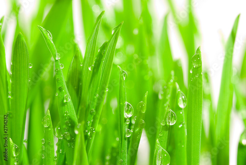 Photo: fresh grass with dew drops fresh grass with dew drops