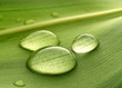 water drops