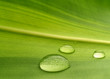 Photo en ligne au meilleur prix plant leaf
