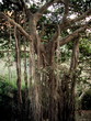 banyan tree banyan tree
