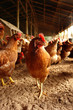 gallina 1