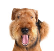airedale