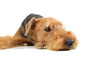 airedale
