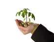 fostering a business idea