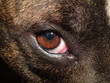 the dog