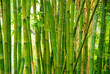 bamboo stalks bamboo stalks