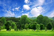 green forest green forest