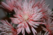 chrysanthemum chrysanthemum