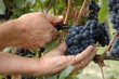 vendanges