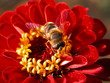 abeille butinant