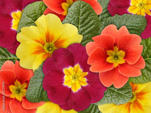 Foto: frühlingsmotive - primula frühlingsmotive - primula