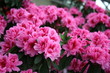 azalea rhododendron