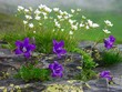 bluebell-2
