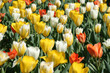 spring blooming in the garden