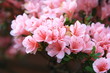 spring blooming in the garden