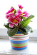 colorful flower