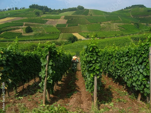 Photo: vineyards are sprayed vineyards are sprayed