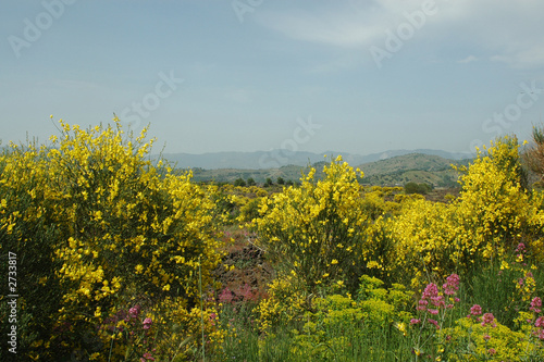 vegetation prés de l'etna vegetation prés de l'etna