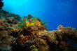 Photo: underwater view, coral reef underwater view, coral reef