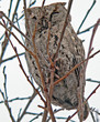 owl  (callard scops owl) (otus bakkamoena) 2