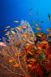 underwater view, coral reef underwater view, coral reef