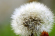 dandelion makro