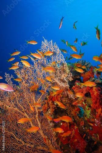 underwater view, coral reef
