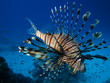lionfish lionfish